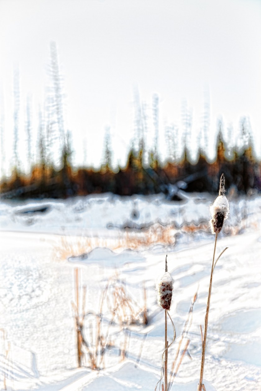 Cattails - Watt Mountain 1