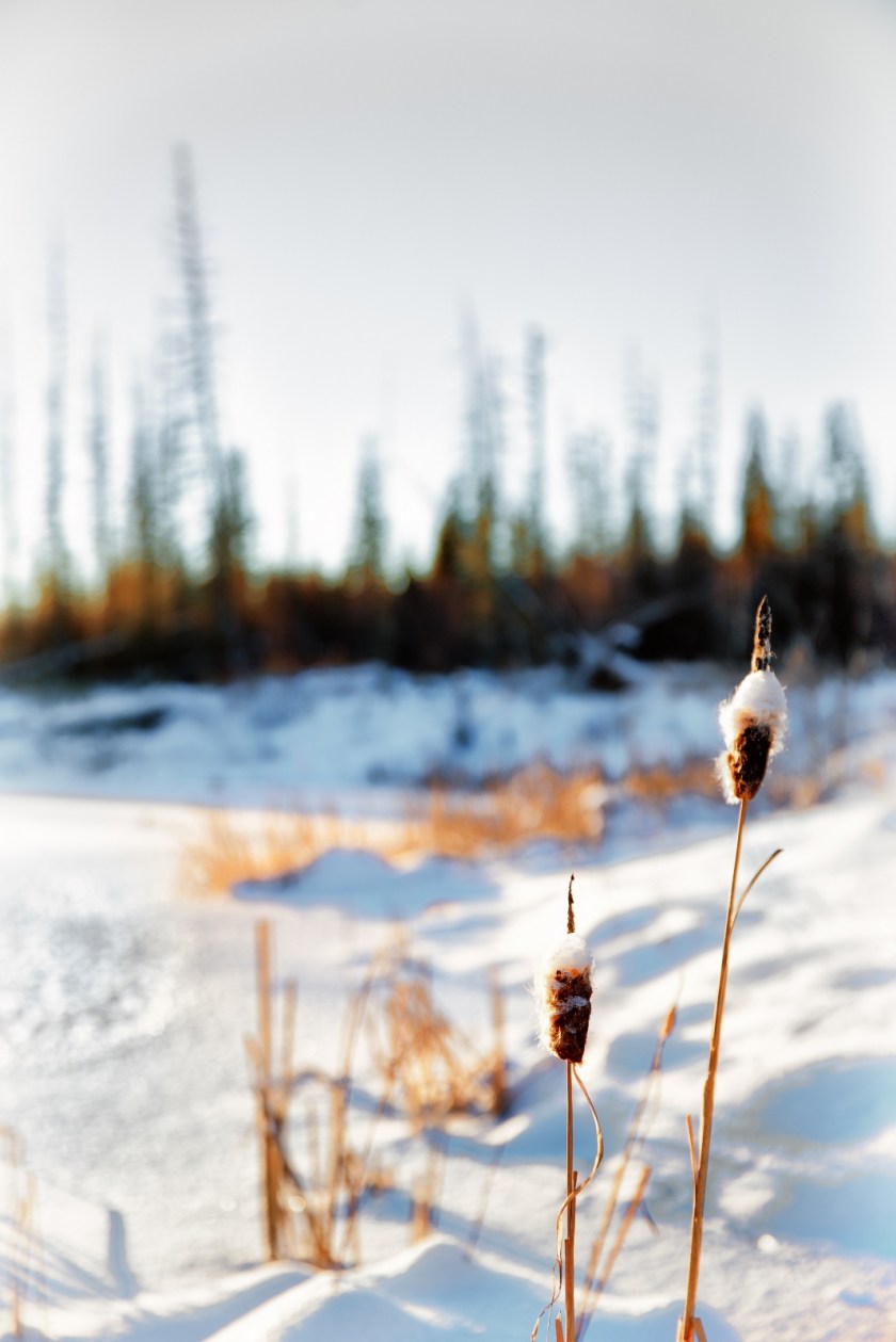 Cattails - Watt Mountain 2