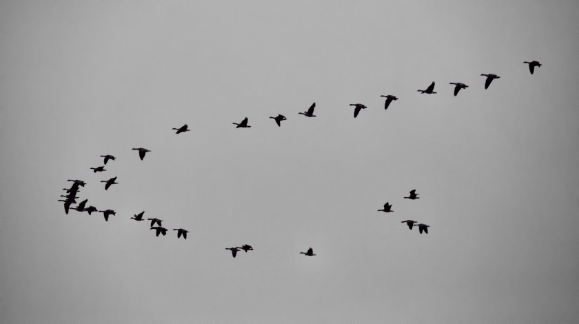Canadian Geese - Flying South, Fairview, Alberta - Canada
