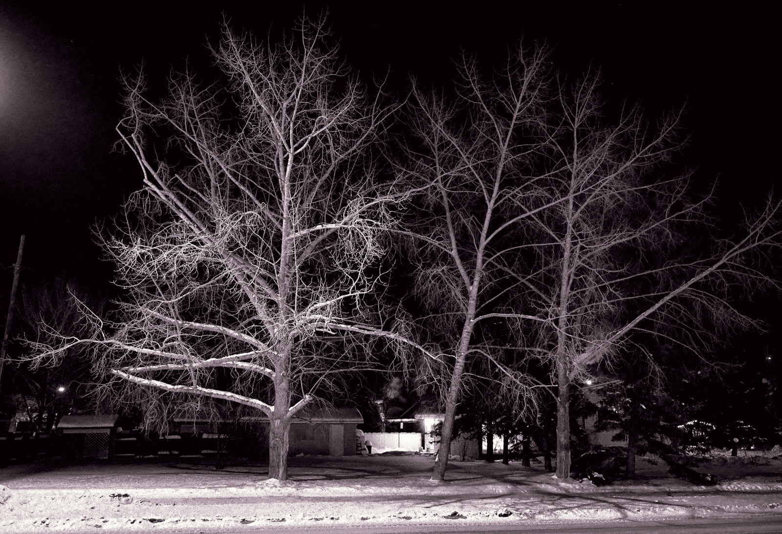 Lattice Work of Trees - High Level, Alberta