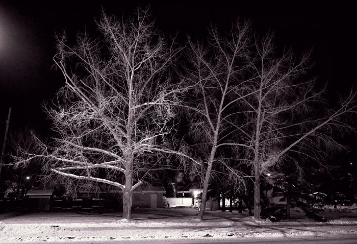Lattice Work of Trees - High Level, Alberta