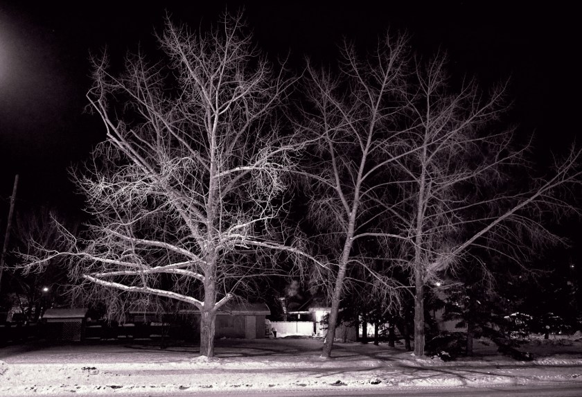Lattice Work of Trees - High Level, Alberta