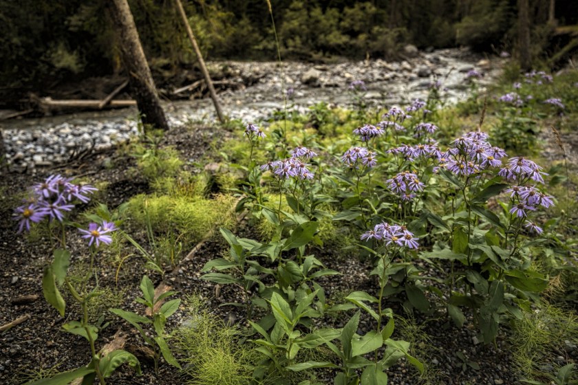 Creek near Sunshine Village - Banff, Alberta 2