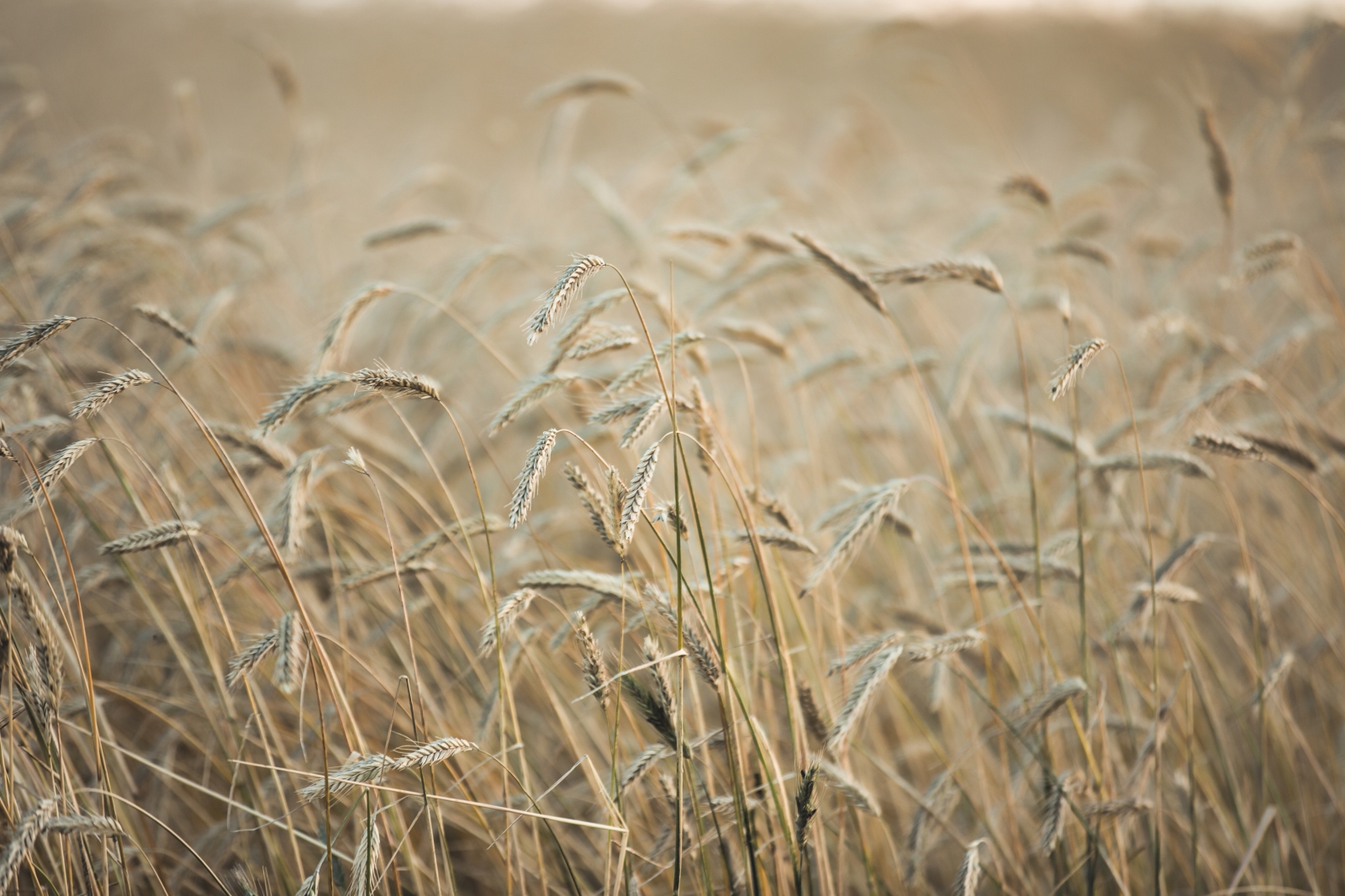 Foothill's Wheat - Rimbey, Alberta 1