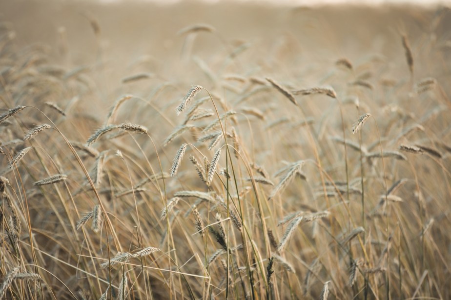 Foothill's Wheat - Rimbey, Alberta 1