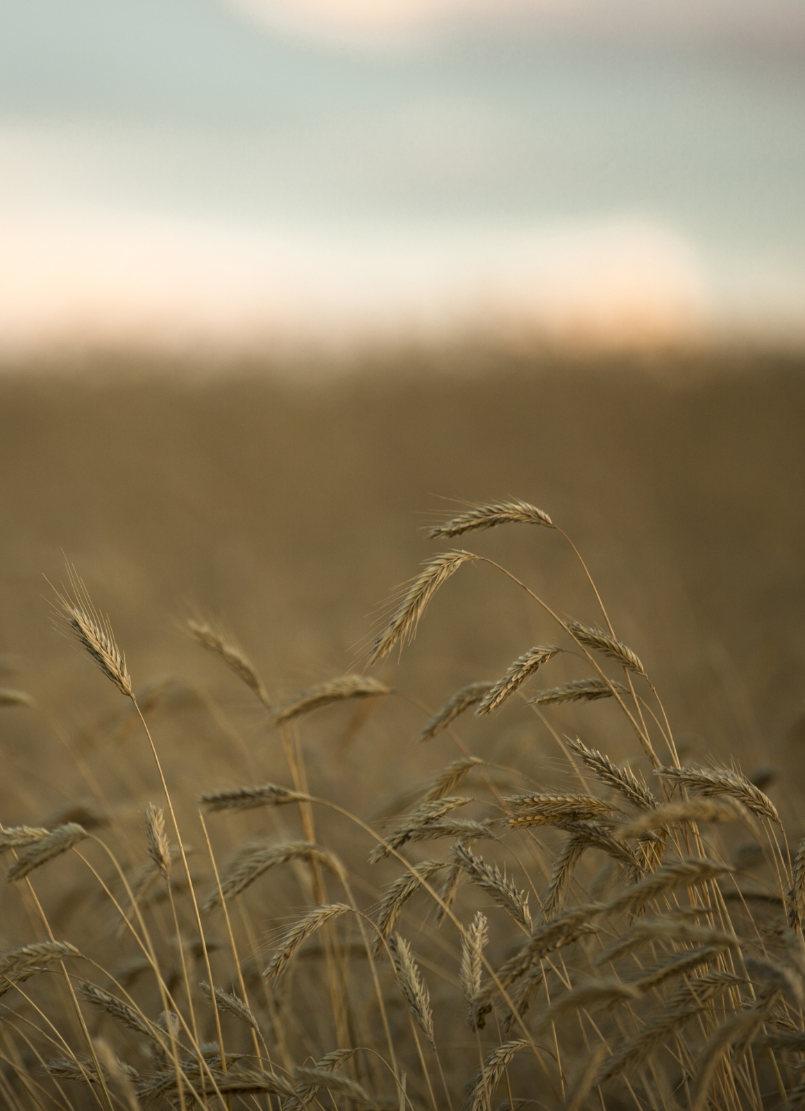 Foothill's Wheat - Rimbey, Alberta 2