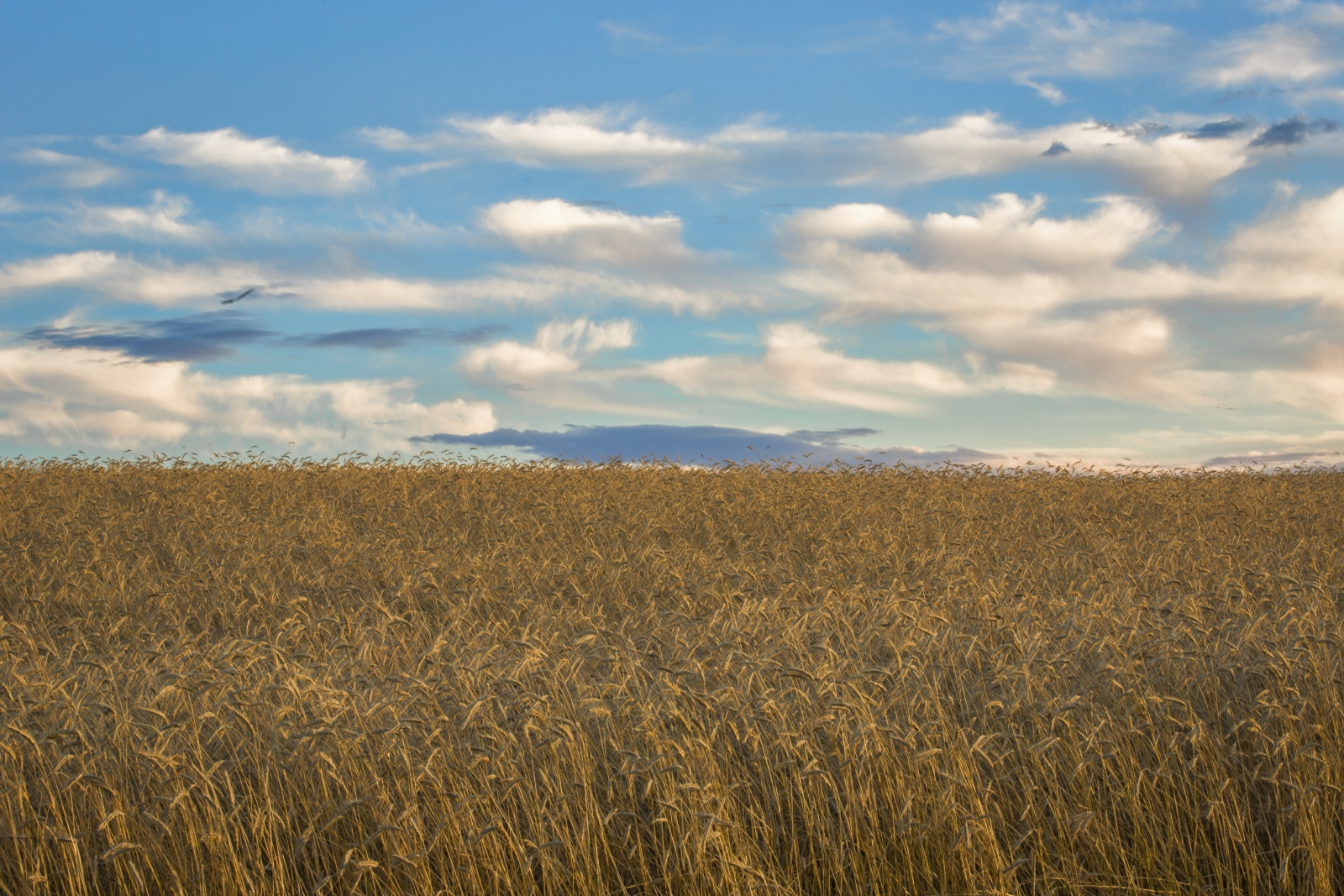 Foothill's Wheat - Rimbey, Alberta 3