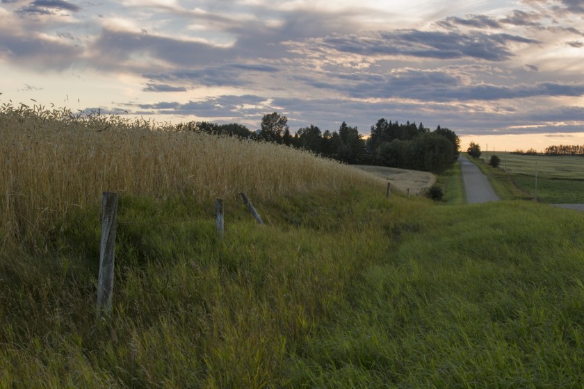 Foothill's Wheat - Rimbey, Alberta 4