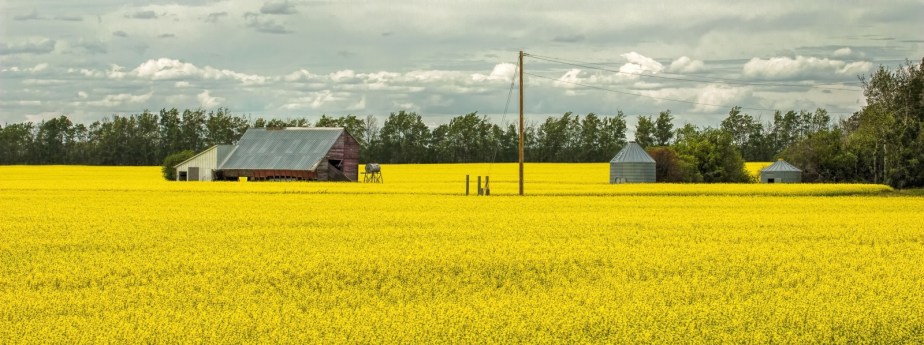 Manning - Canola