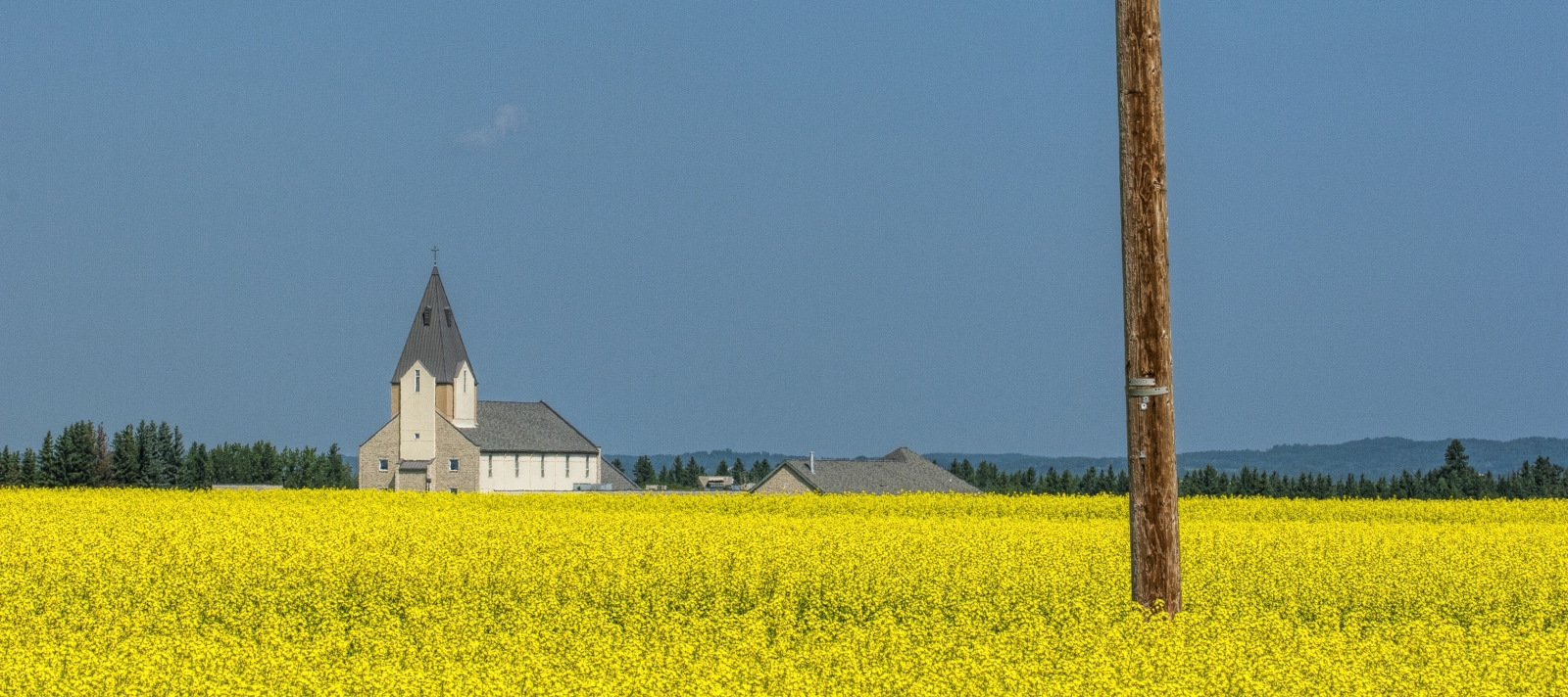 Spruce Grove - Canola