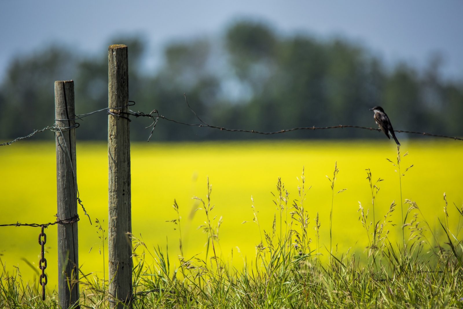 Bird and Canola Field - Hay Lakes, Alberta
