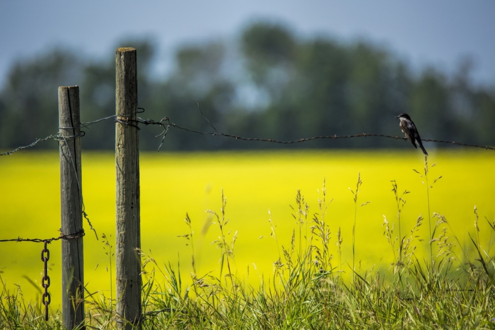Bird and Canola Field - Hay Lakes, Alberta