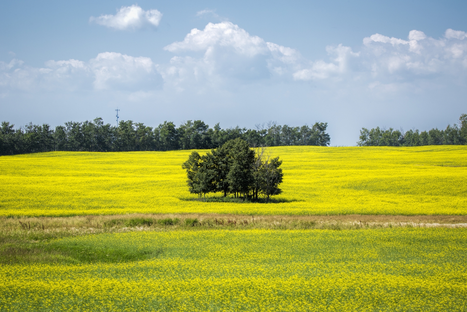 Canola Field - Hay Lakes, Alberta