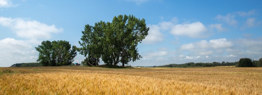 August Grain Fields - Alberta