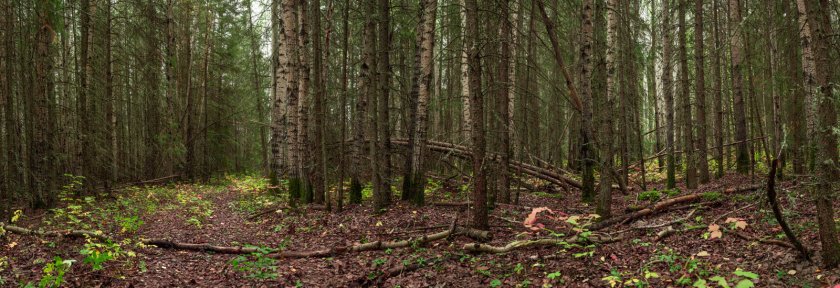 Forest Panorama - Hutch Lake, Alberta