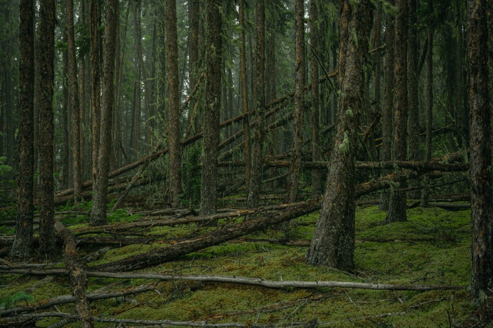Watt Mountain - Cut Line