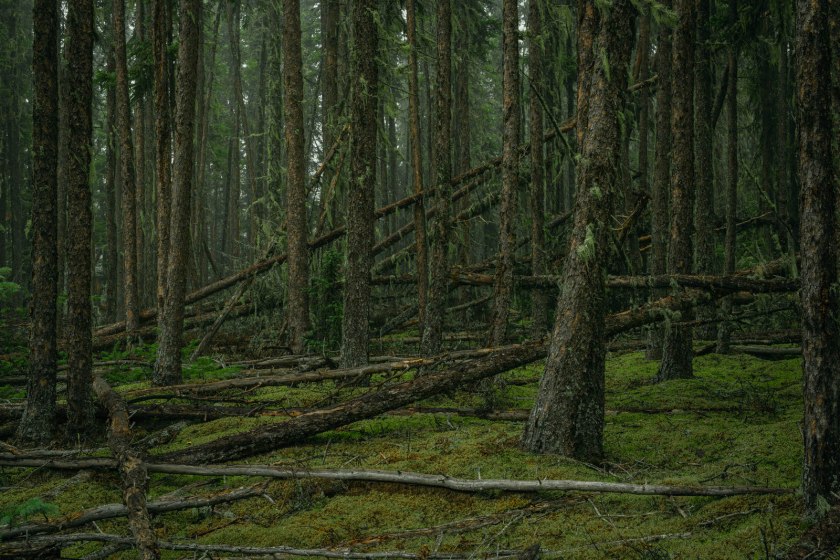 Watt Mountain - Cut Line