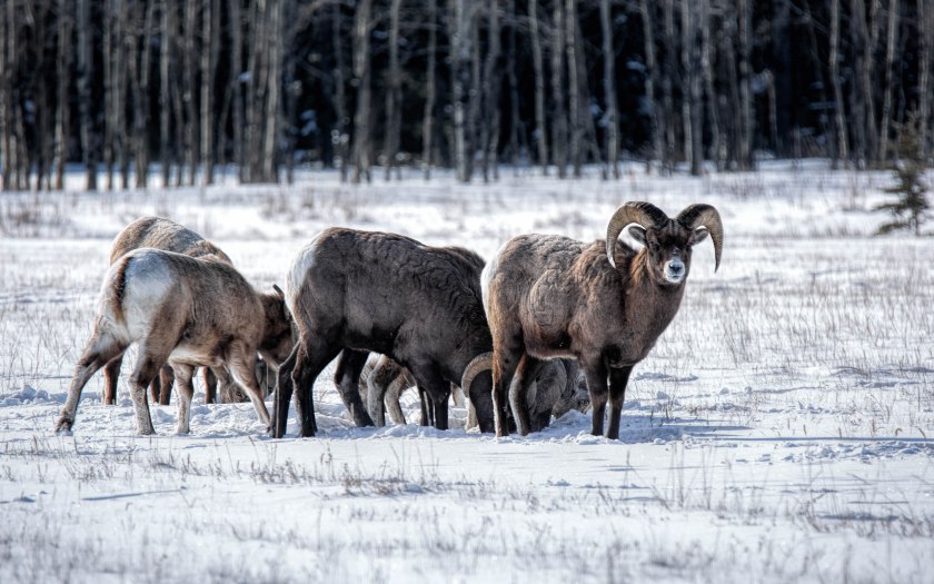 Near Abraham Lake – Winter Grazing – 1