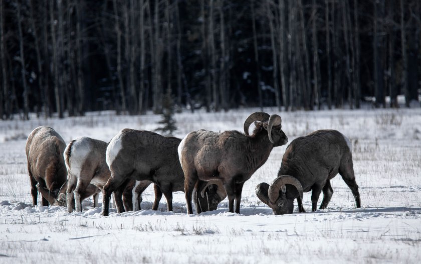 Near Abraham Lake – Winter Grazing – 2