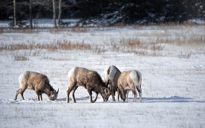 Near Abraham Lake – Winter Grazing – 3