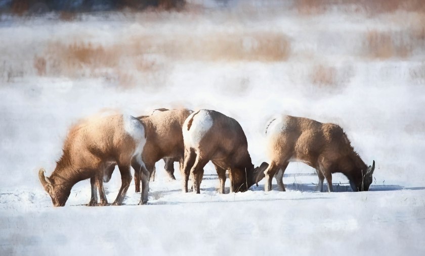 Near Abraham Lake – Winter Grazing – 4