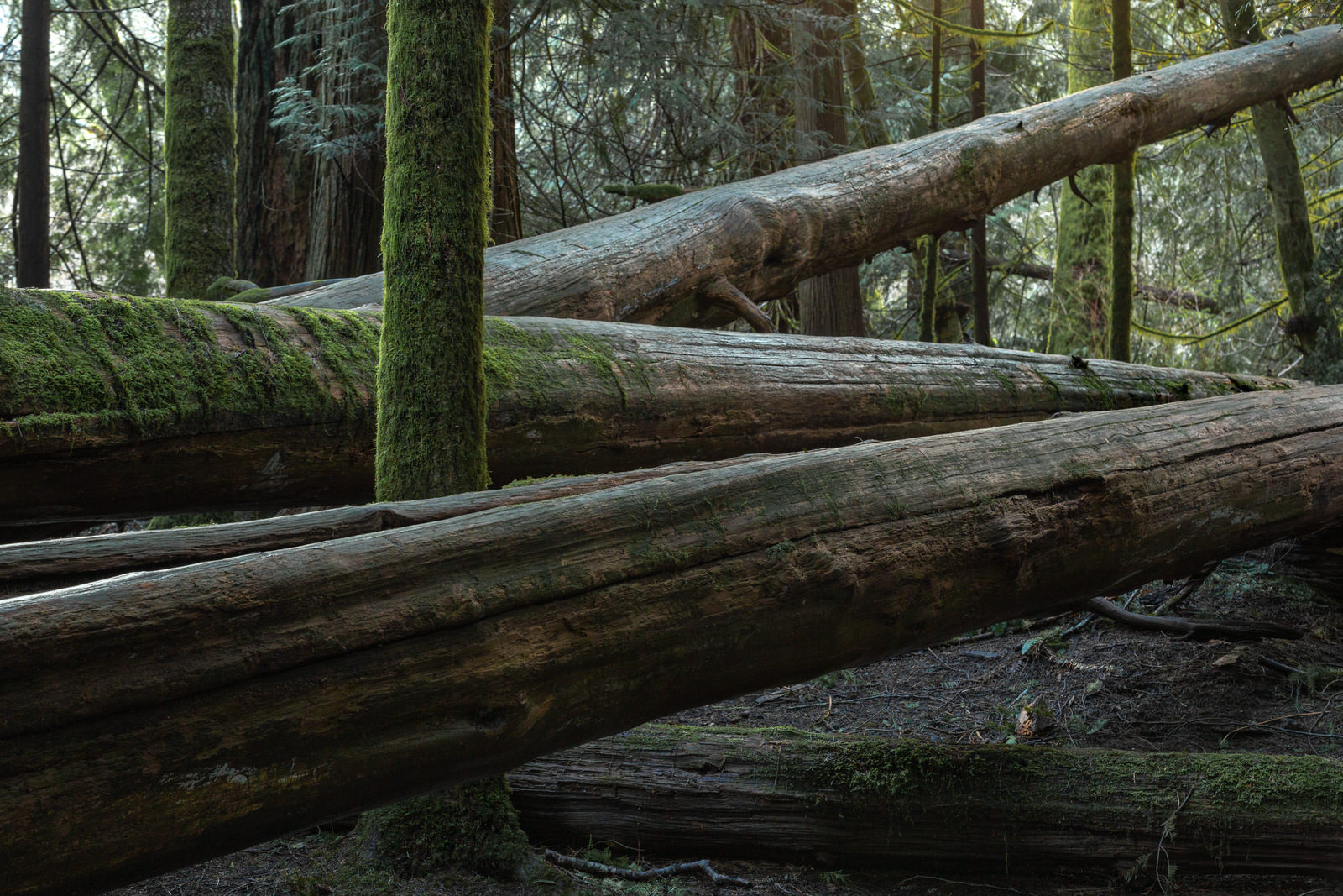 Cathedral Grove - Painterly Edit Protocol - 3