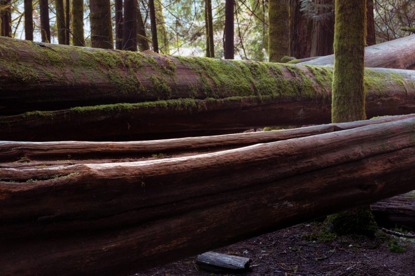 Cathedral Grove - Painterly Edit Protocol - 2