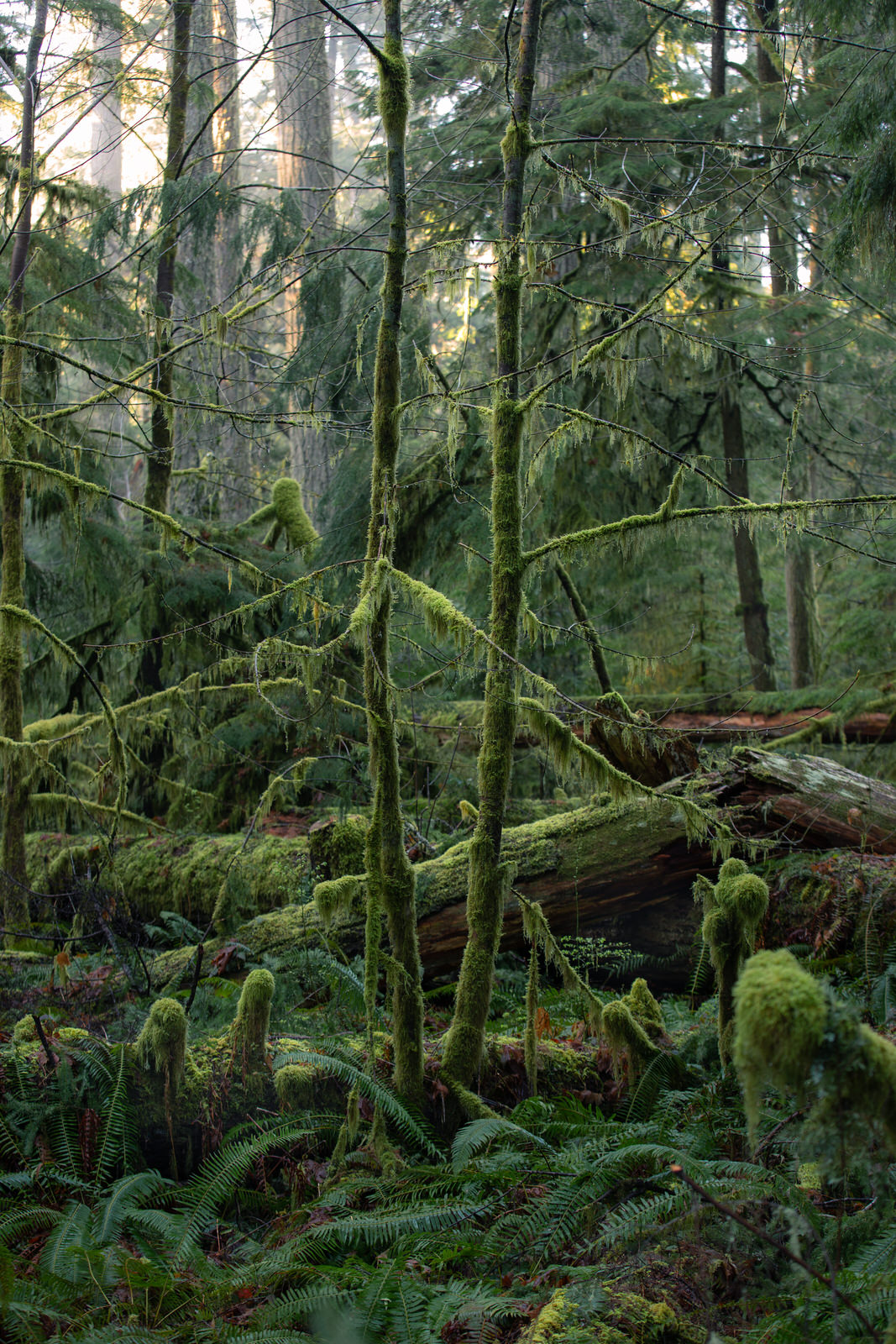 Cathedral Grove - Painterly Edit Protocol - 1