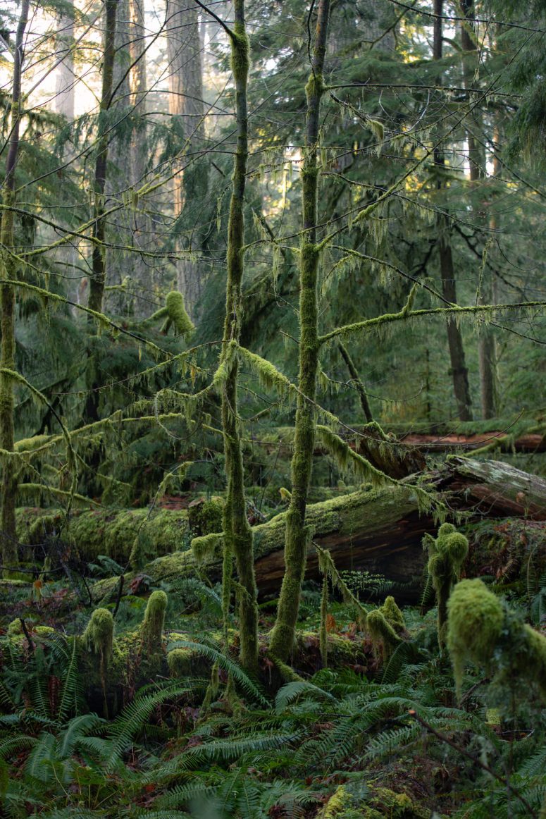 Cathedral Grove - Painterly Edit Protocol - 1