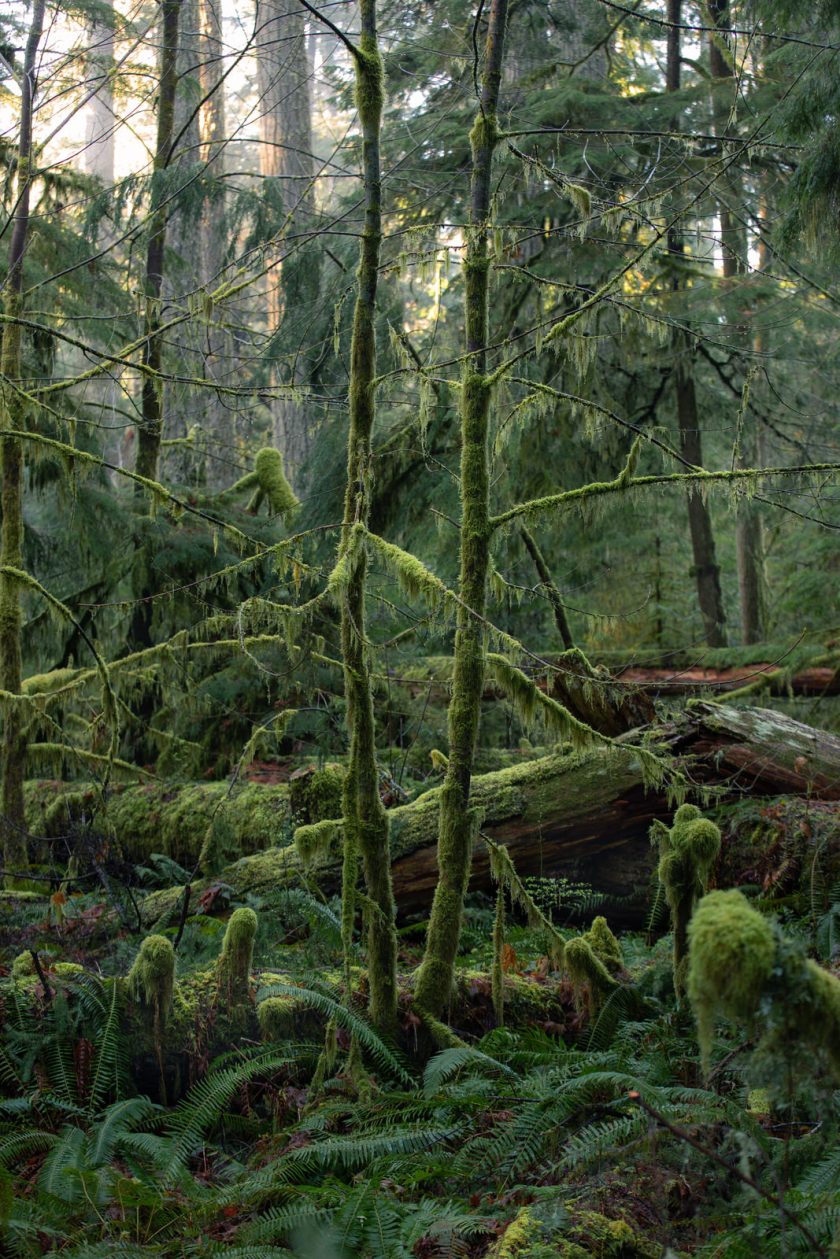 Cathedral Grove - Painterly Edit Protocol - 1